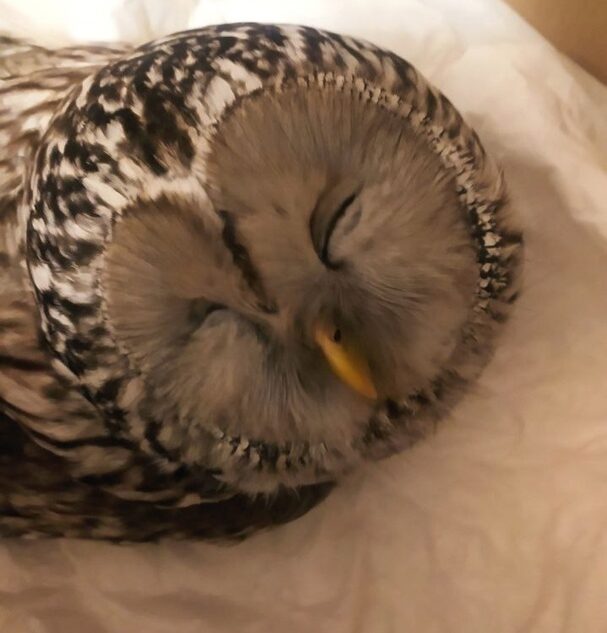 Жители Тверской области спасли от смерти сову Булочку