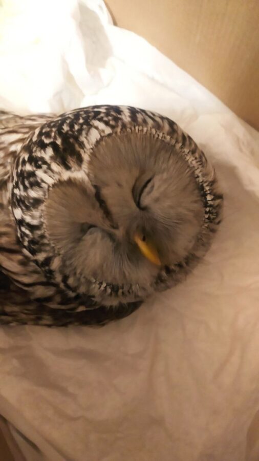 Жители Тверской области спасли от смерти сову Булочку Жители Тверской области спасли от смерти сову Булочку