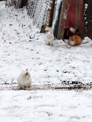 Жителей Тверской области просят спасти кошек от холода