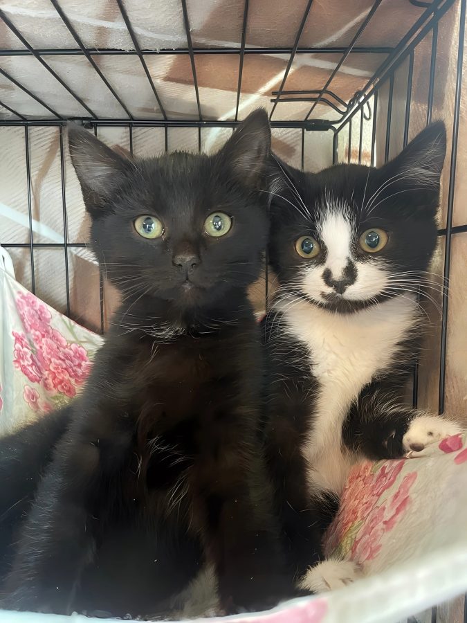 В Тверской области спасают котят, у которых сгорел дом