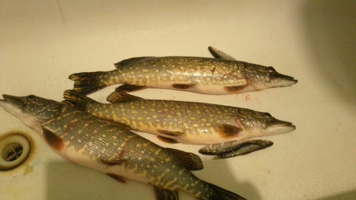 Рыбаки Тверской области делятся фотографиями богатого улова в соцсетях