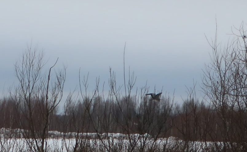 В Тверь на зимовку прилетела серая цапля