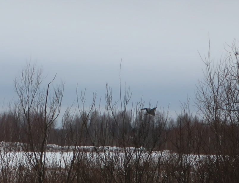 В Тверь на зимовку прилетела серая цапля