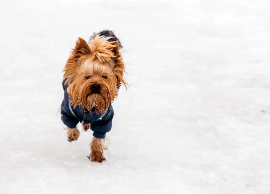 ТОП-5 самых нетребовательных собак