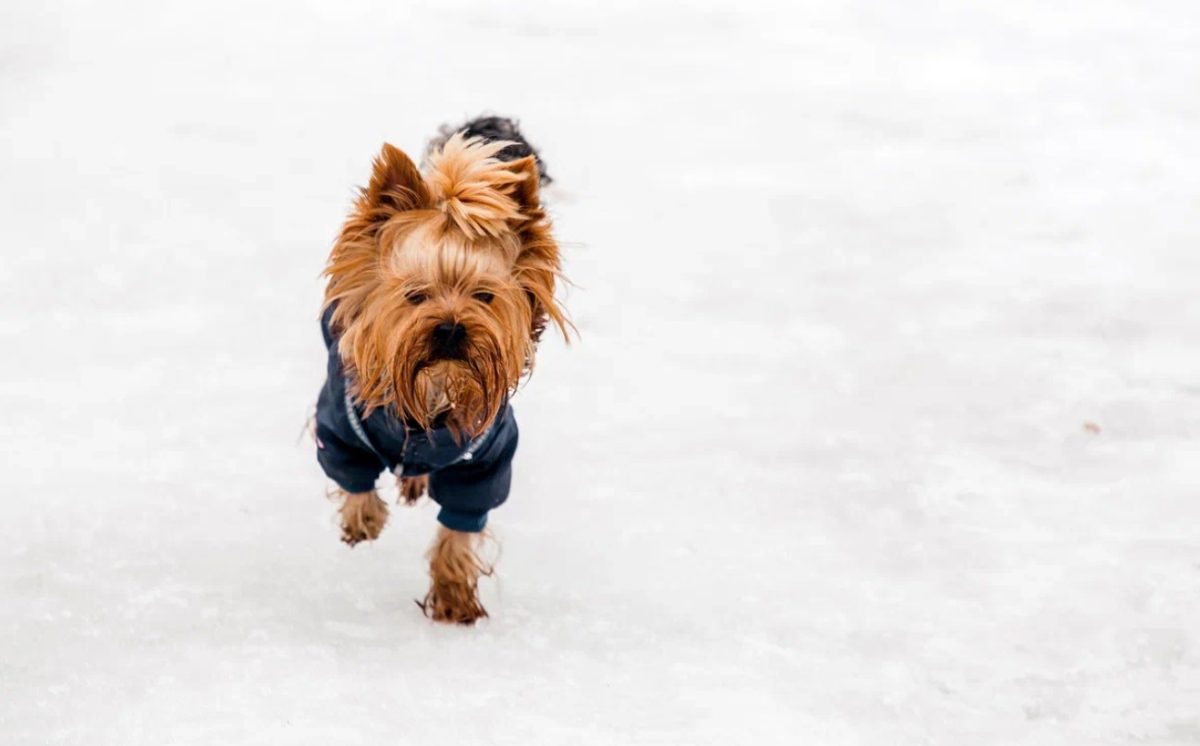 ТОП-5 самых нетребовательных собак