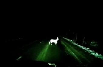 В Тверской области сняли на видео олененка на дороге В Тверской области сняли на видео олененка на дороге