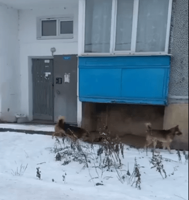 Стая собак кусает людей в Тверской области