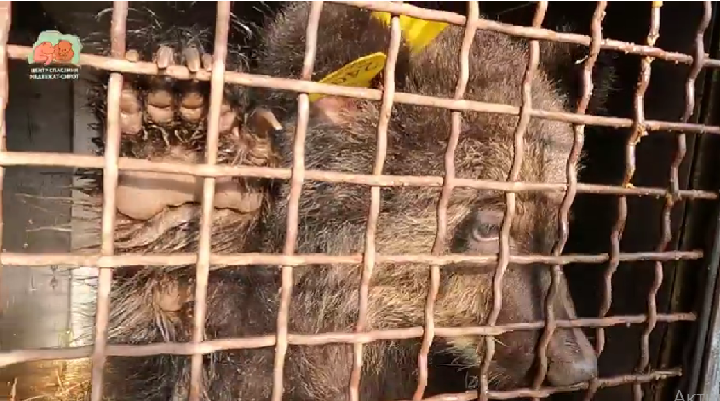 В Тверской области начали публиковать видео выпуска медвежат-сирот в дикую природу В Тверской области начали публиковать видео выпуска медвежат-сирот в дикую природу