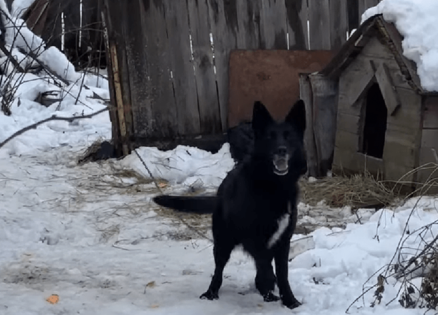 В Тверской области умирает от тоски преданная хозяйкой собака