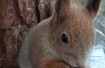 В Твери записали на видео завтракающую белочку В Твери записали на видео завтракающую белочку