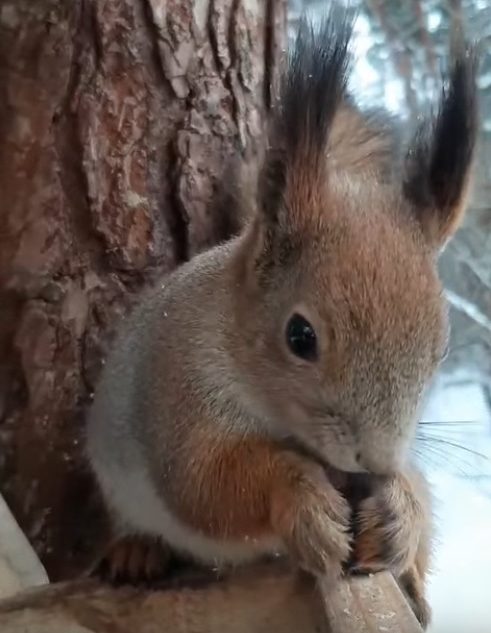 В Твери записали на видео завтракающую белочку