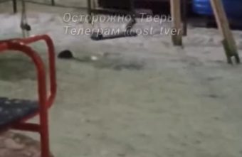 В Твери родители боятся выходить во двор с детьми из-за крыс В Твери родители боятся выходить во двор с детьми из-за крыс