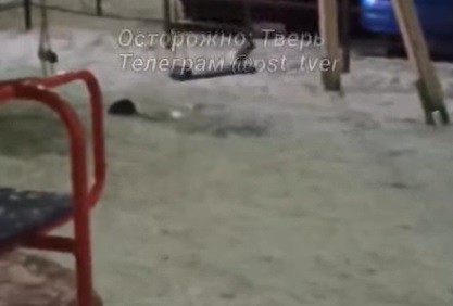 В Твери родители боятся выходить во двор с детьми из-за крыс В Твери родители боятся выходить во двор с детьми из-за крыс