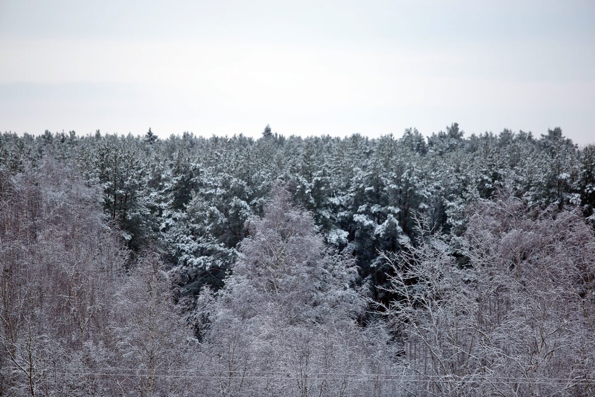 Следы незаконного отстрела лосей обнаружили в Тверской области