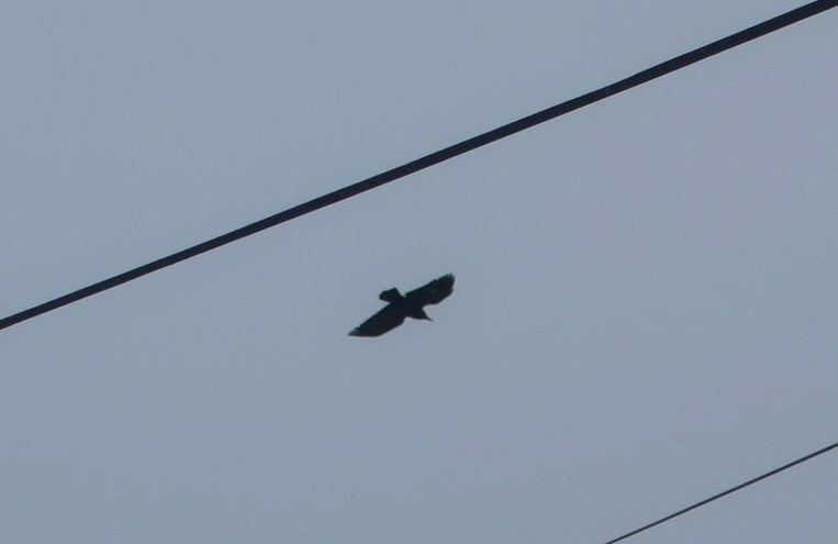 Грачи остались зимовать в Тверской области