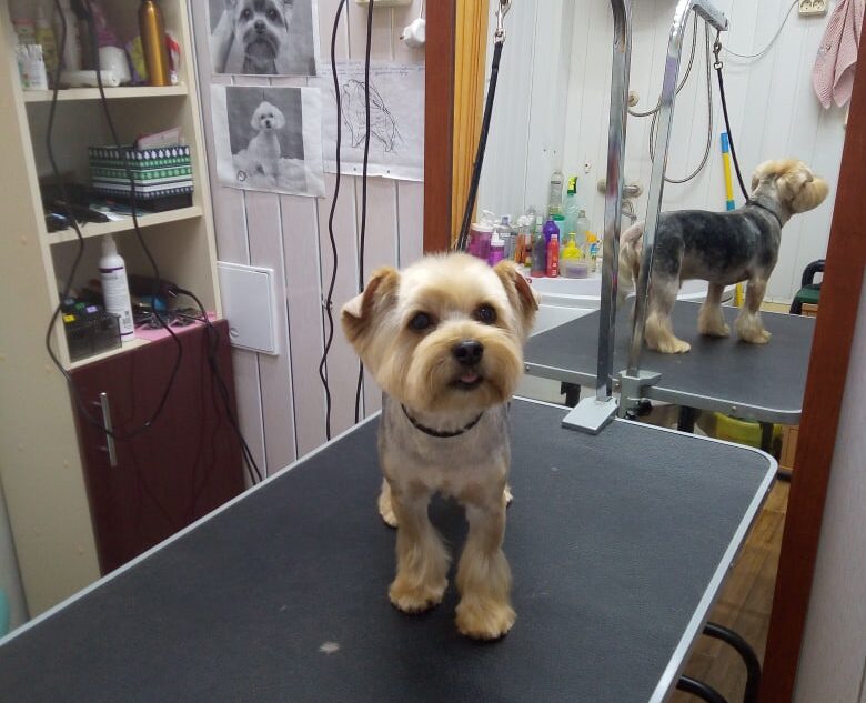 Кинологи рассказали, узнают ли собаки себя в зеркале