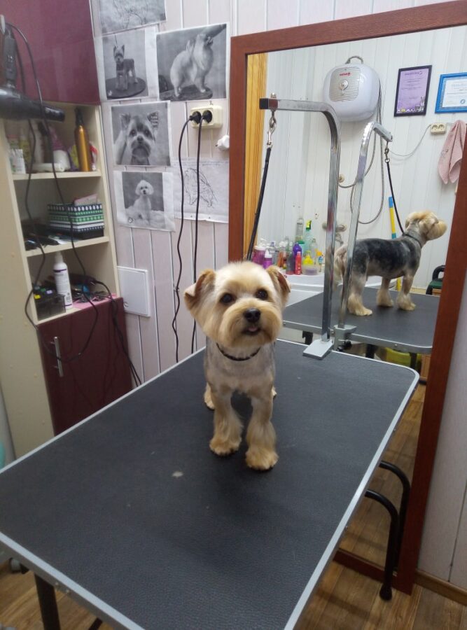 Кинологи рассказали, узнают ли собаки себя в зеркале