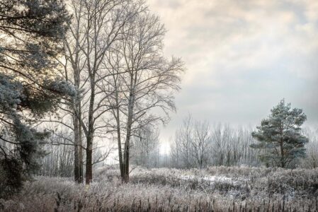 В Гидрометцентре пообещали жителям Тверской области сильные морозы В Гидрометцентре пообещали жителям Тверской области сильные морозы