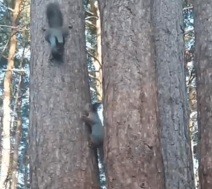 Жители Тверской области стали свидетелями лесных игр Жители Тверской области стали свидетелями лесных игр