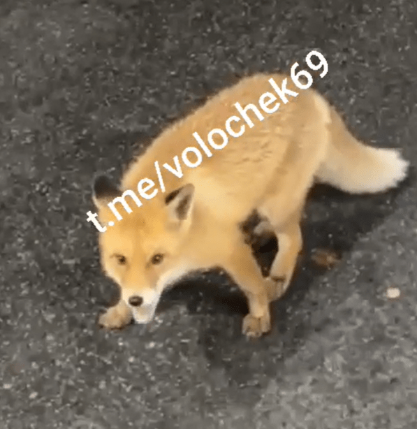 В Тверской области пушистый лисенок каждый день приходит за вкусняшками