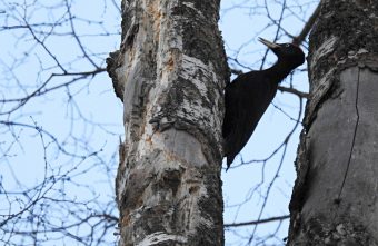 В Твери вычислили распорядок дня дятла