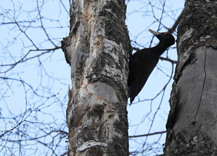 В Твери вычислили распорядок дня дятла