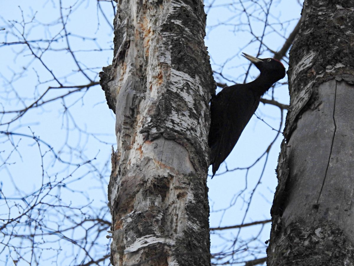 В Твери вычислили распорядок дня дятла