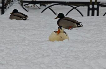 В тверском сквере обитает необычная утка В тверском сквере обитает необычная утка