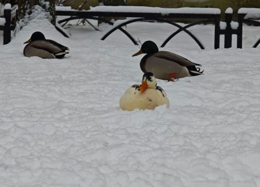 В тверском сквере обитает необычная утка