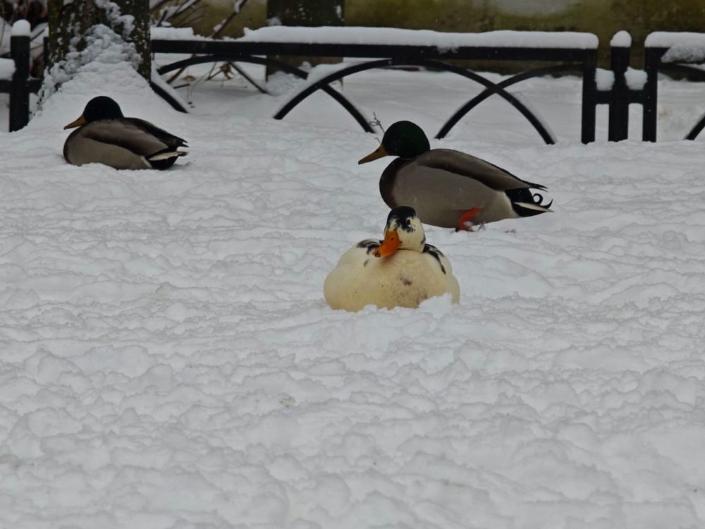 В тверском сквере обитает необычная утка