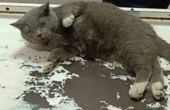 В Тверской области ищут хозяев коту с травмой позвоночника В Тверской области ищут хозяев коту с травмой позвоночника