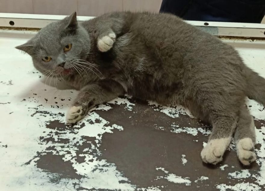 В Тверской области ищут хозяев коту с травмой позвоночника