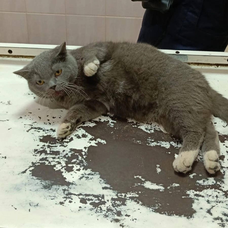 В Тверской области ищут хозяев коту с травмой позвоночника В Тверской области ищут хозяев коту с травмой позвоночника