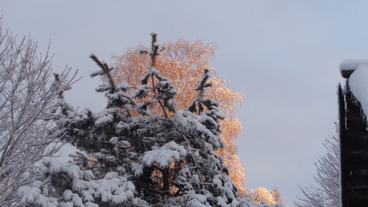 Изменчивая погода в Тверской области превратила сов в мокрых куриц