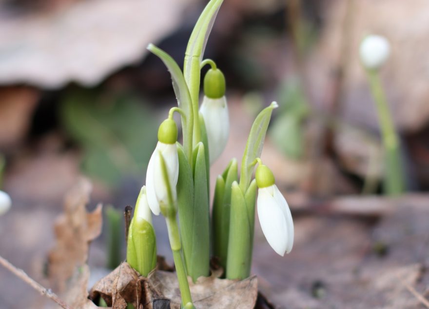 В Твери уже зацвели первые подснежники