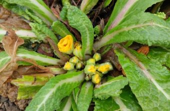 В Тверской области раньше срока зацветают примулы В Тверской области раньше срока зацветают примулы