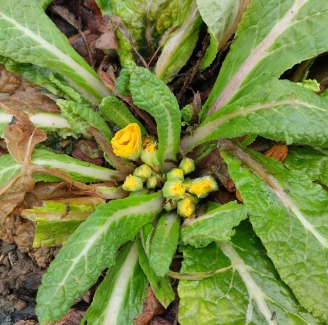 В Тверской области раньше срока зацветают примулы