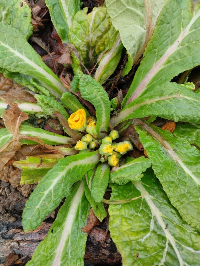 В Тверской области раньше срока зацветают примулы