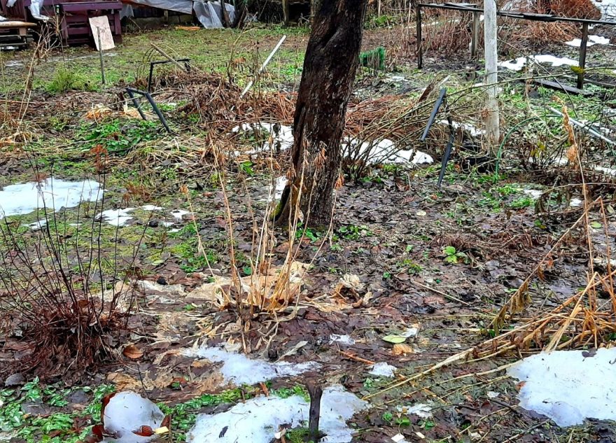 Жители Тверской области собираются сажать в январе редиску