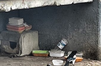 В Тверской области сорока учится быть голубем В Тверской области сорока учится быть голубем