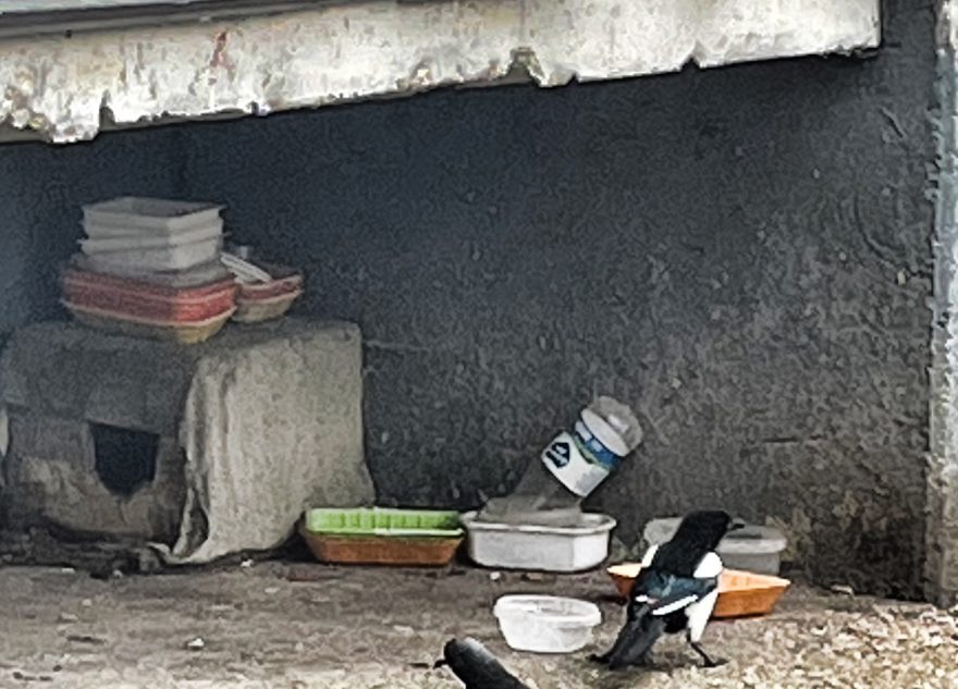 В Тверской области сорока учится быть голубем