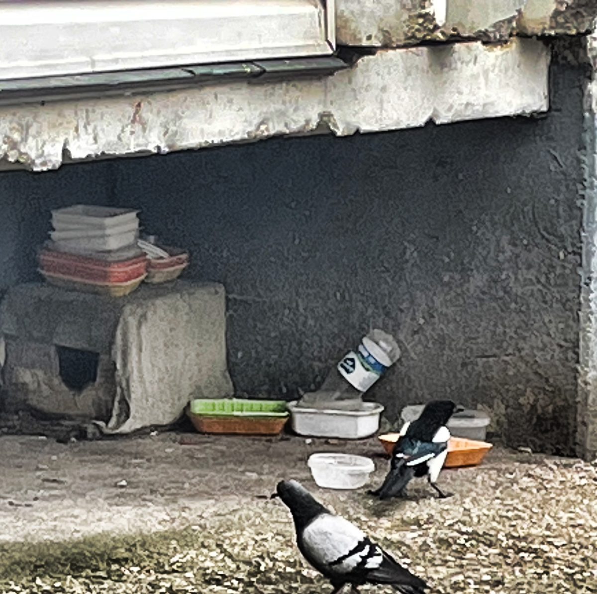 В Тверской области сорока учится быть голубем