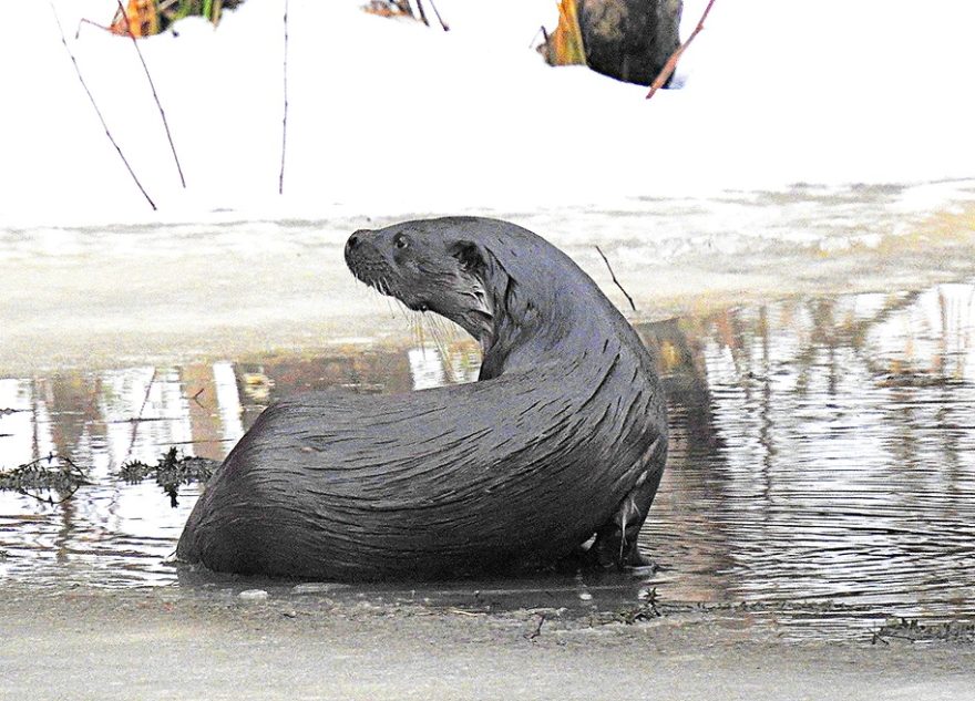 Речная выдра покрасовалась перед жительницей Твери
