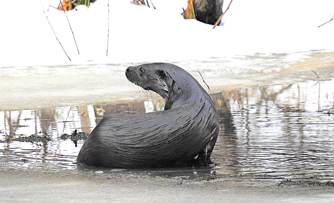 Речная выдра покрасовалась перед жительницей Твери