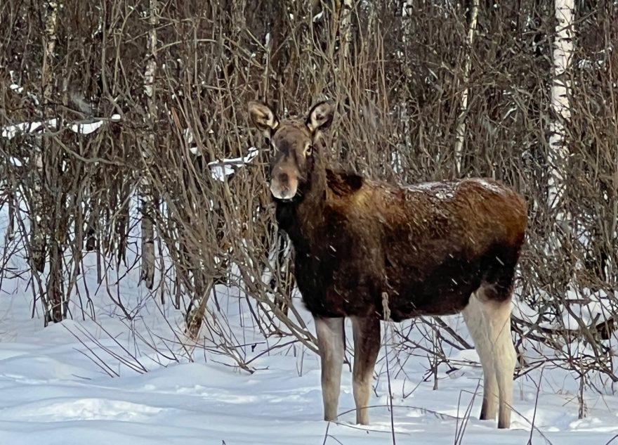 Лоси захватывают деревни Тверской области и держат в страхе жителей  