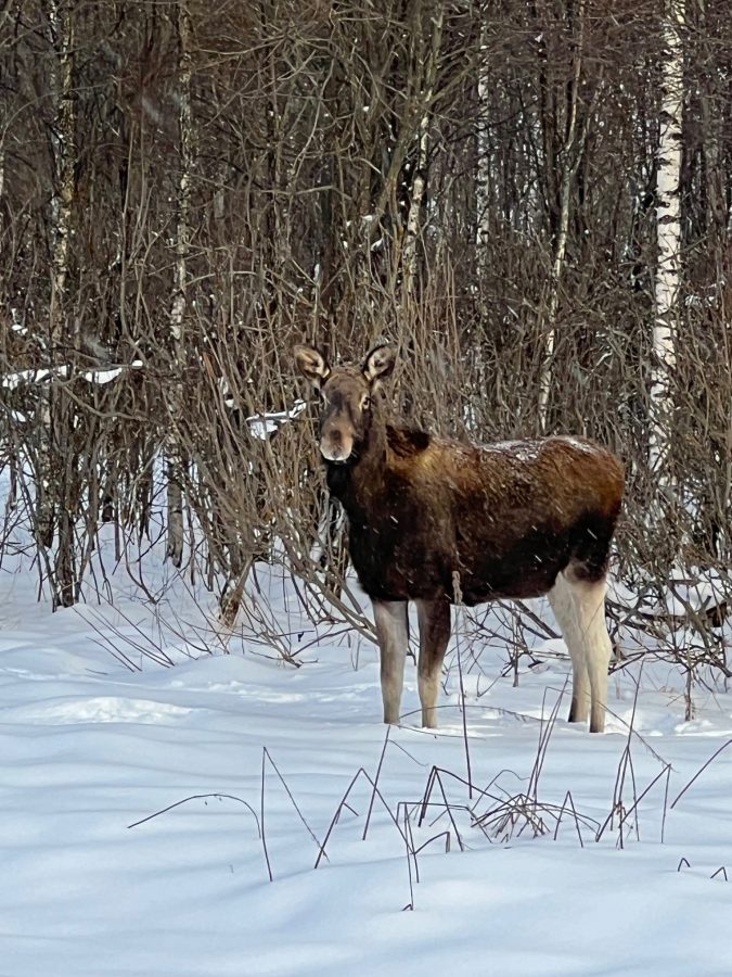 Лоси захватывают деревни Тверской области и держат в страхе жителей  