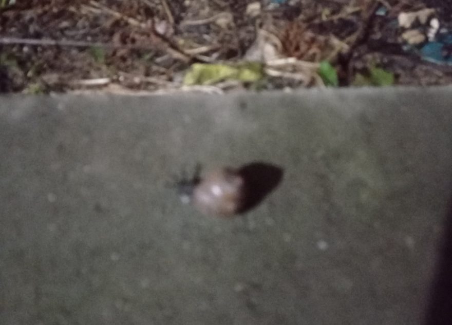 В Тверской области раньше положенного проснулись улитки