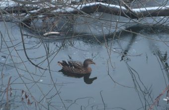 В Твери в парке Победы обнаружили "подсадную утку" В Твери в парке Победы обнаружили "подсадную утку"