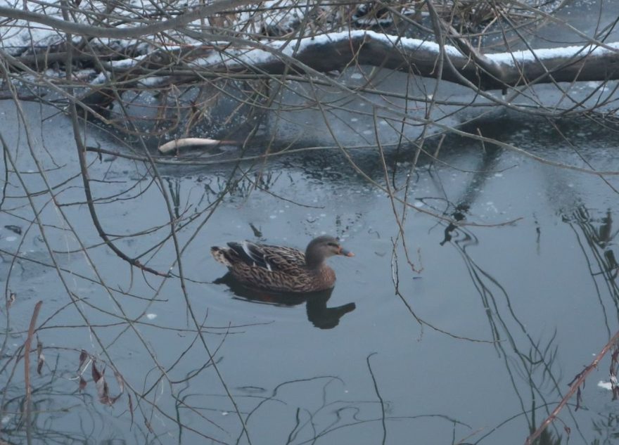 В Твери в парке Победы обнаружили "подсадную утку"