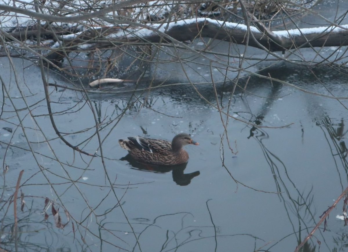 В Твери в парке Победы обнаружили "подсадную утку"